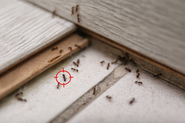 Best Wasp Removal Services  in North Judson, IN