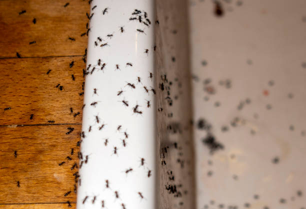Best Flea Control Services  in North Judson, IN