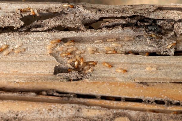 Best Mosquito Control Services  in North Judson, IN